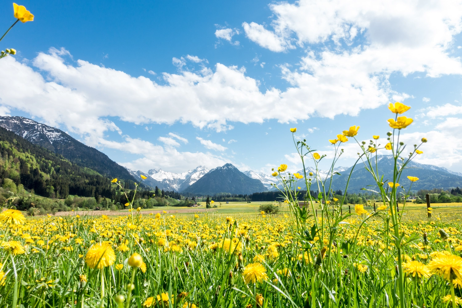 ERHOLUNG DE LUXE - Wandern mit Achtsamkeit Allgäu - Gelbe Blumenwiese vor schneebedeckten Bergen und traditionellen Holzscheunen. Bayern, Alpen, Allgäu, Deutschland.